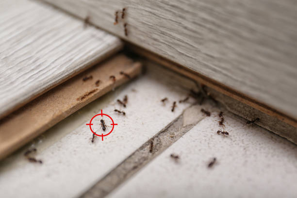 Best Pest Prevention Services  in Freeland, WA
