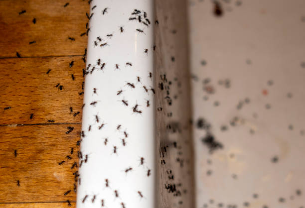 Best Pest Inspection Near Me  in Freeland, WA